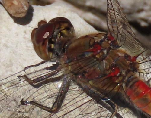 Sympetrum striolatum